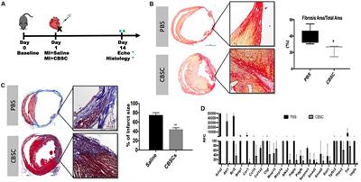 Cortical Bone Derived Stem Cells Modulate Cardiac Fibroblast Response via miR-18a in the Heart After Injury